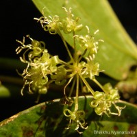 Smilax perfoliata Lour.